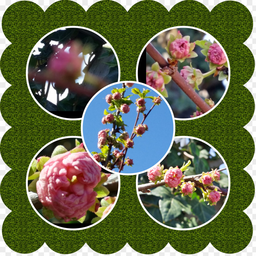 Pianta Aromatica Wedding Invitation Flowering Plant Quinceañera Fruit PNG