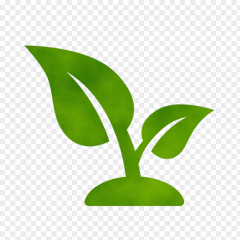 Plant Stem Houseplant Tea Tree Oil PNG