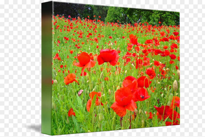 Red Poppies Poppy Flowering Plant Ecosystem Meadow PNG