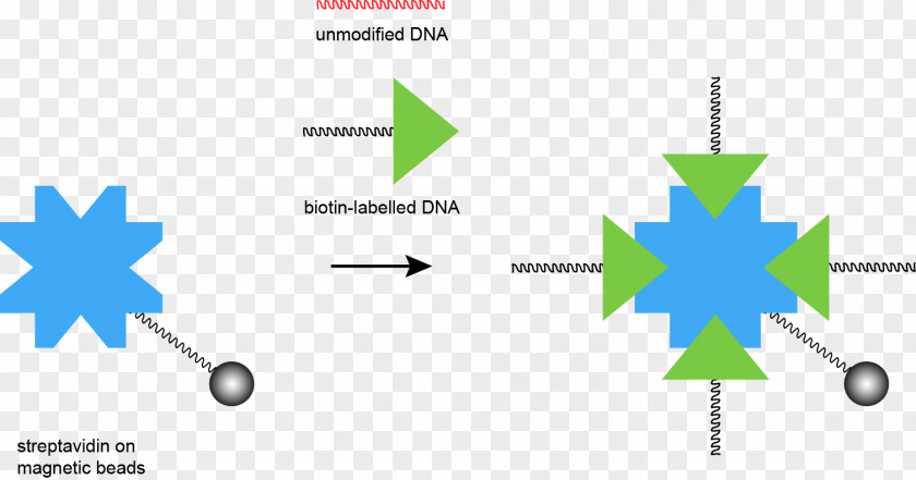 Beads Streptavidin DNA Oligonucleotide Complementarity PNG