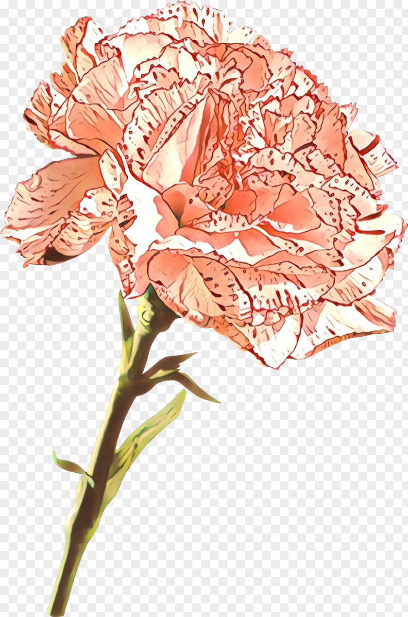 Flower Cut Flowers Plant Pink Stem PNG