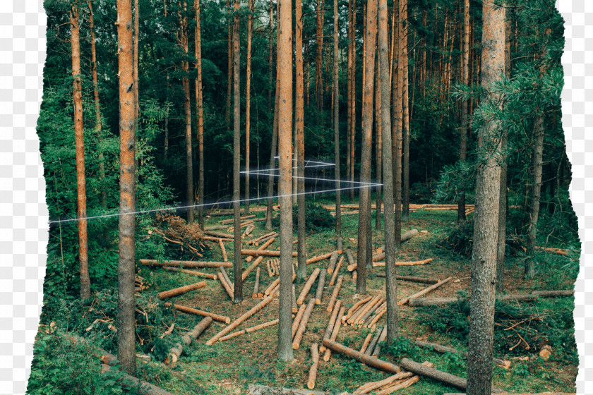 Forest Forestry Tree Trunk Wood PNG
