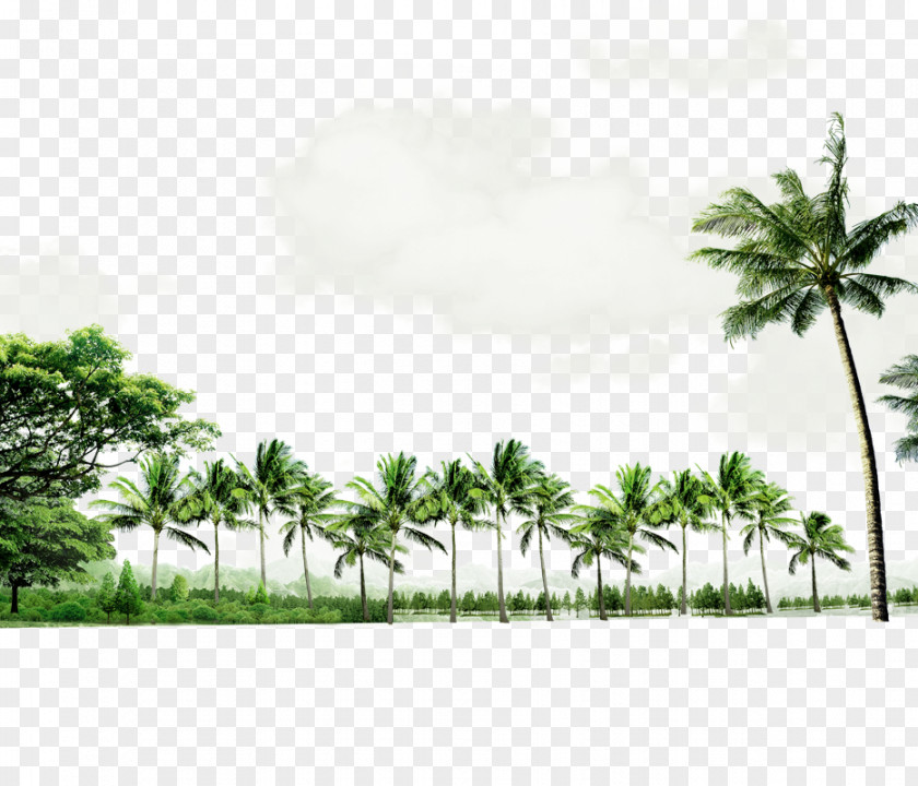 Green Atmosphere Coconut Tree Border Texture Beach Seaside Resort Download PNG
