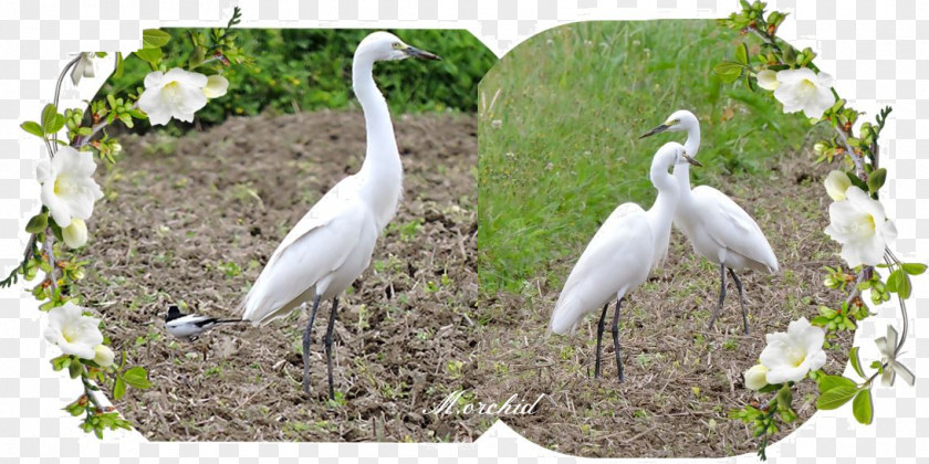 Stork Egret Ibis Fauna Beak PNG