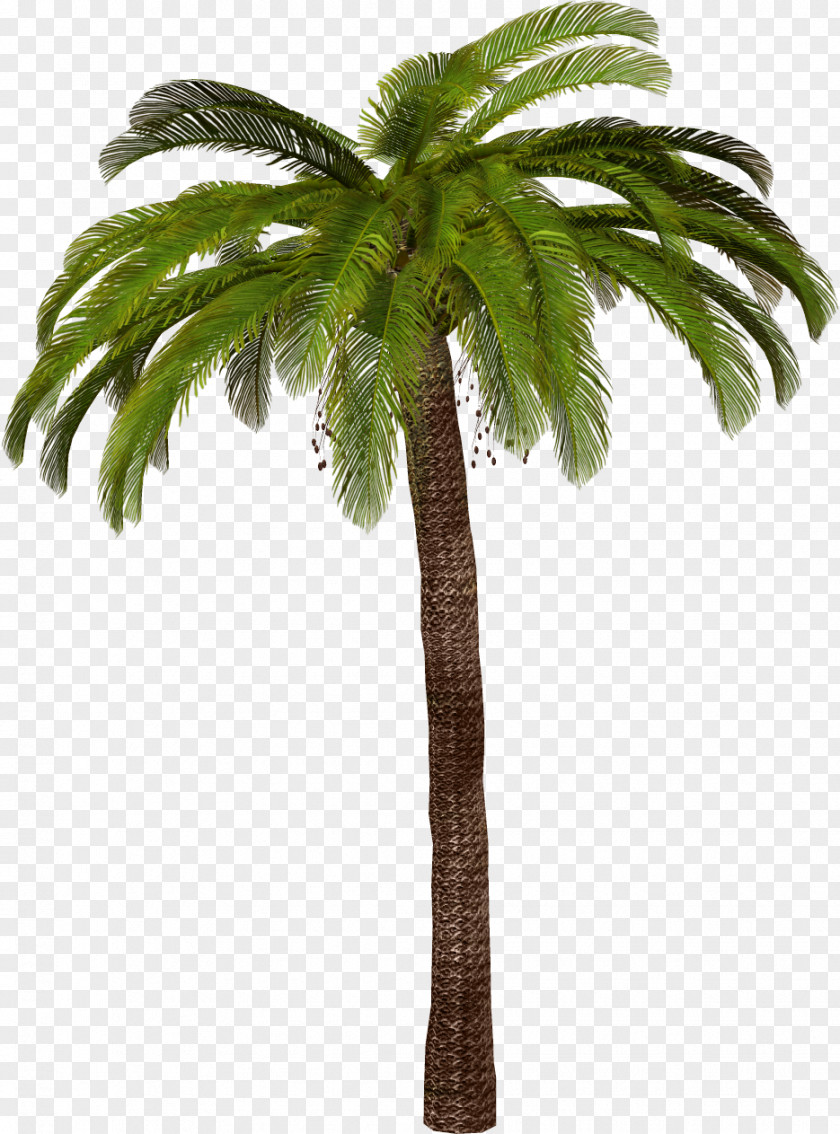 Tree Arecaceae Sago Palm PNG