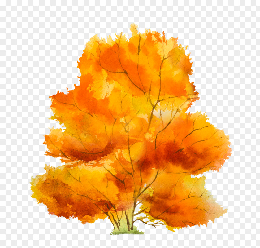 Autumn Tree Petal PNG