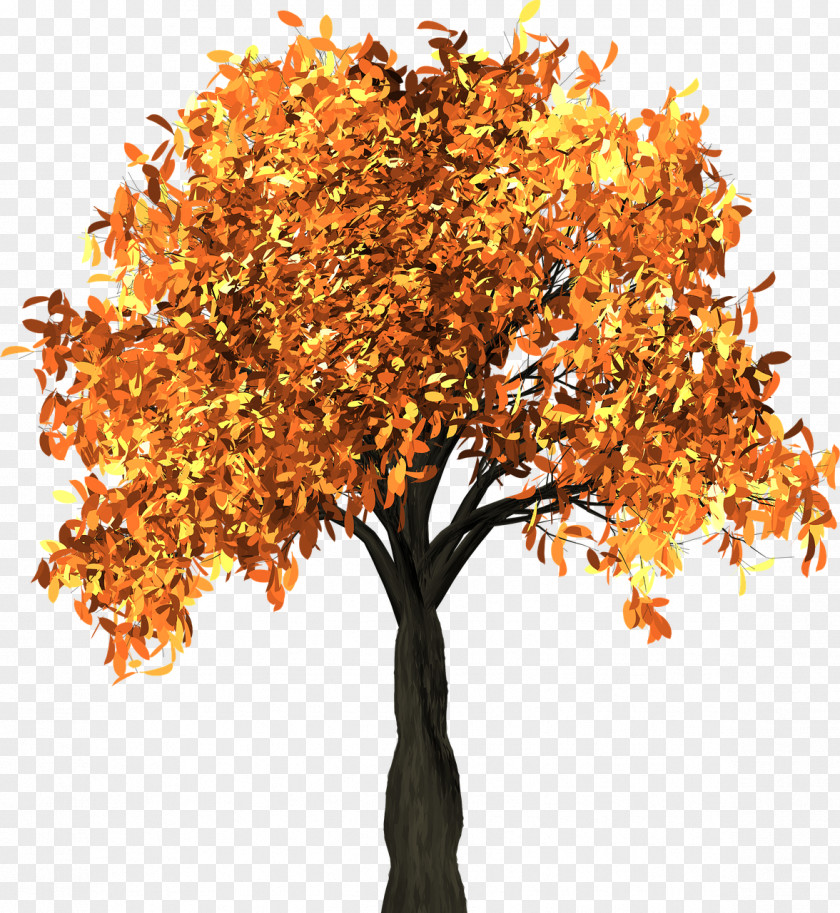 Falling Autumn Leaf Color Tree Branch Clip Art PNG