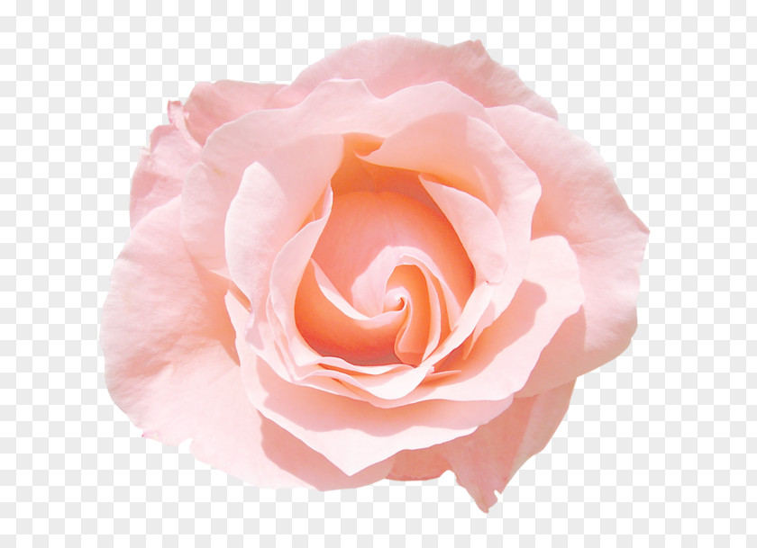 Flower Garden Roses Pink Centifolia Rosa Chinensis PNG