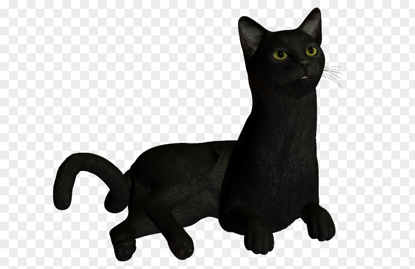 Korat Black Cat Whiskers Domestic Short-haired PNG
