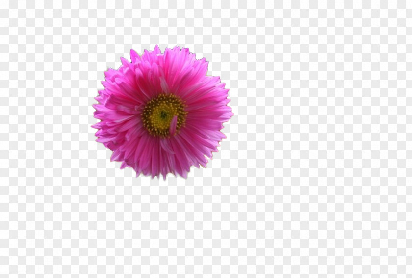 Lofty Transvaal Daisy Chrysanthemum Cut Flowers Family Aster PNG