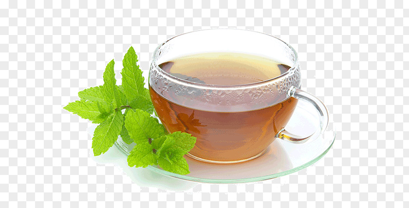 Mint Tea Maghrebi Peppermint Green PNG