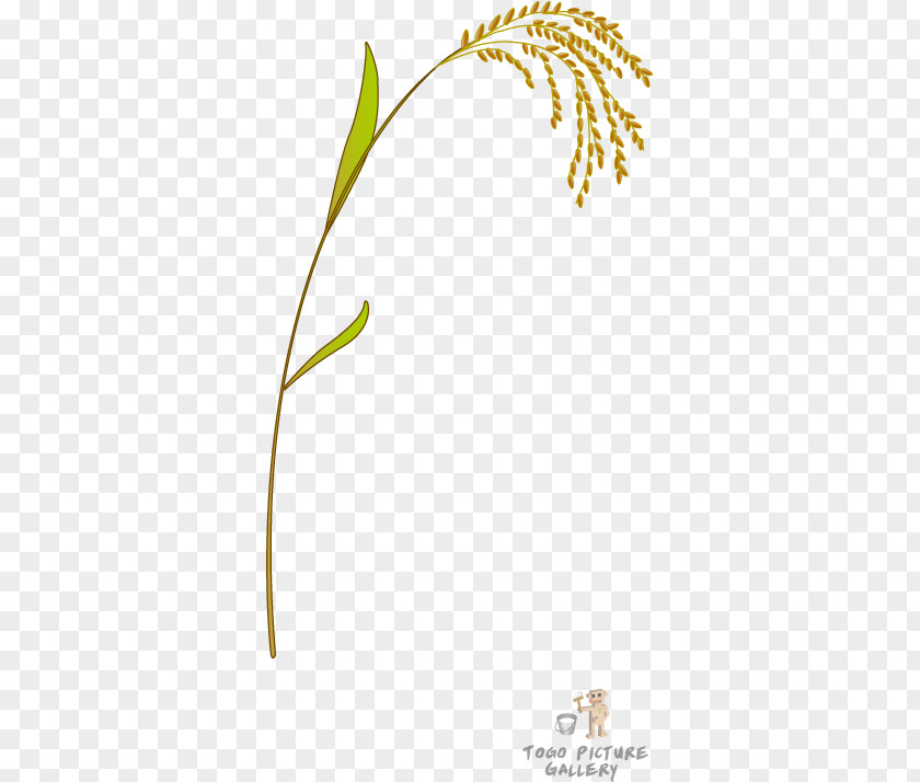 Plant Stem Grasses Rice Clip Art PNG