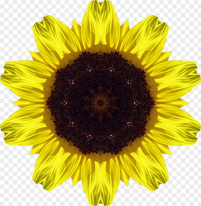 Sunflower Common Jerusalem Artichoke Seed Oil PNG