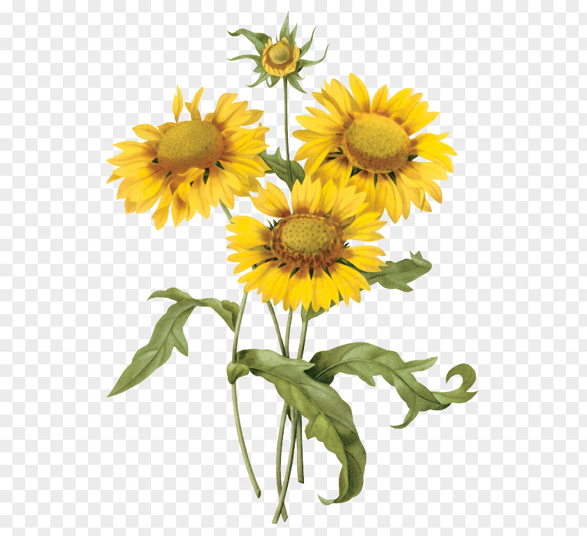 Sunflower Vintage Clothing Flower Poster Clip Art PNG
