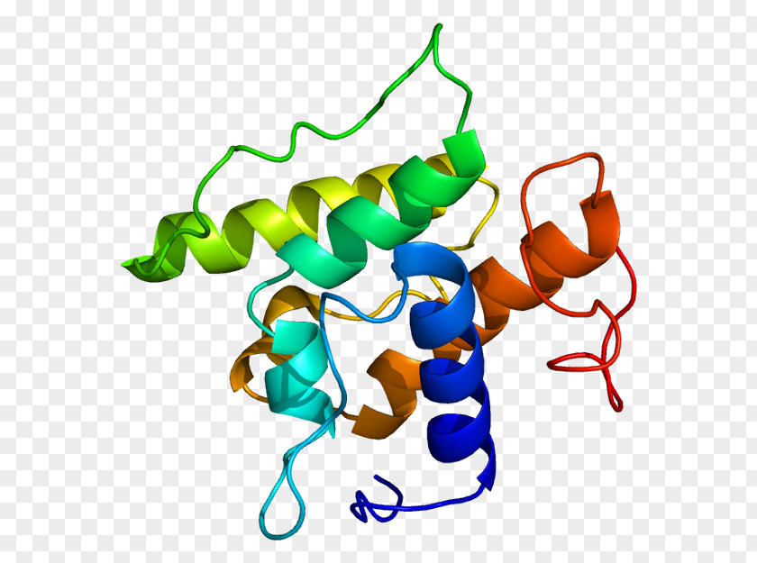Transgelin Actin Protein Myosin Myofilament PNG