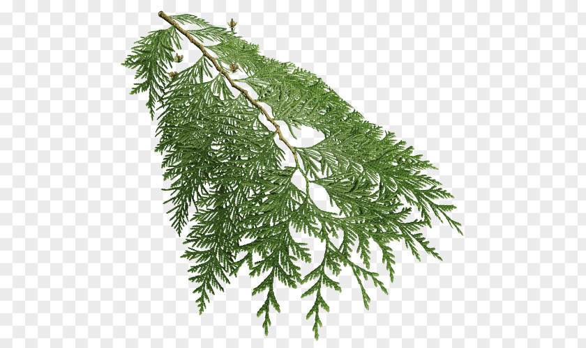 Tree Fir Western Redcedar Spruce Cupressaceae PNG