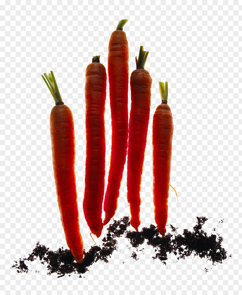 Backlight Carrot Download Icon PNG