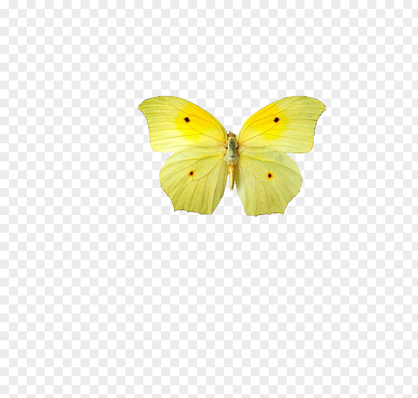 Butterfly,insect,specimen Butterfly Pieridae Youre Gonna Live Forever In Me Interior Design Services PNG