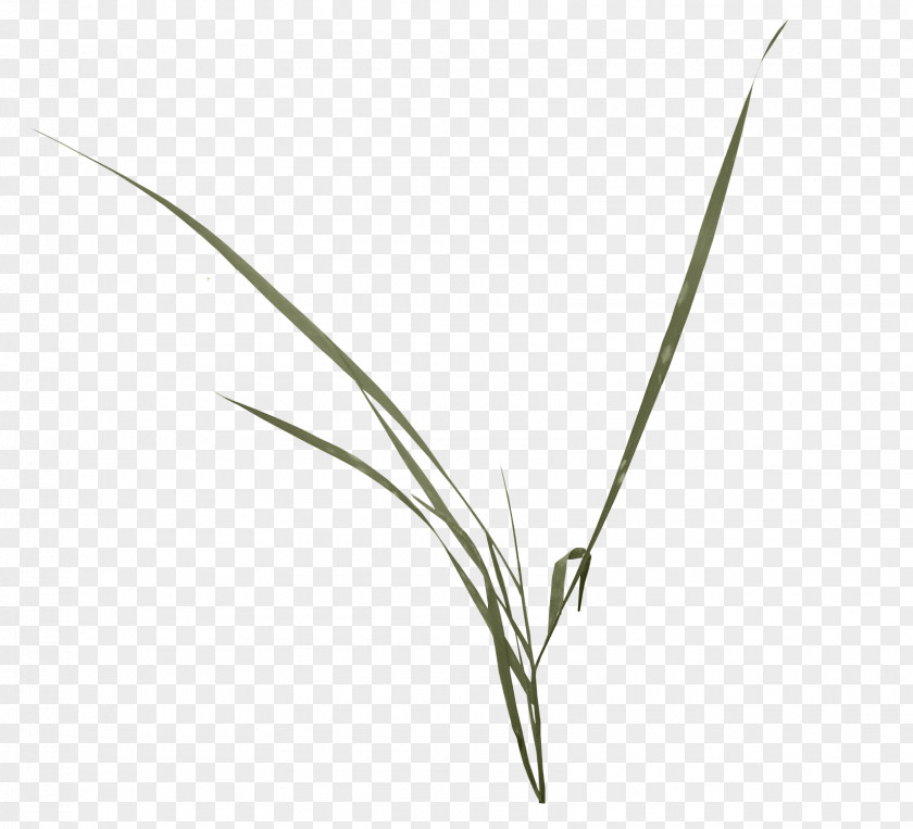 Grass Leaf Angle Pattern PNG
