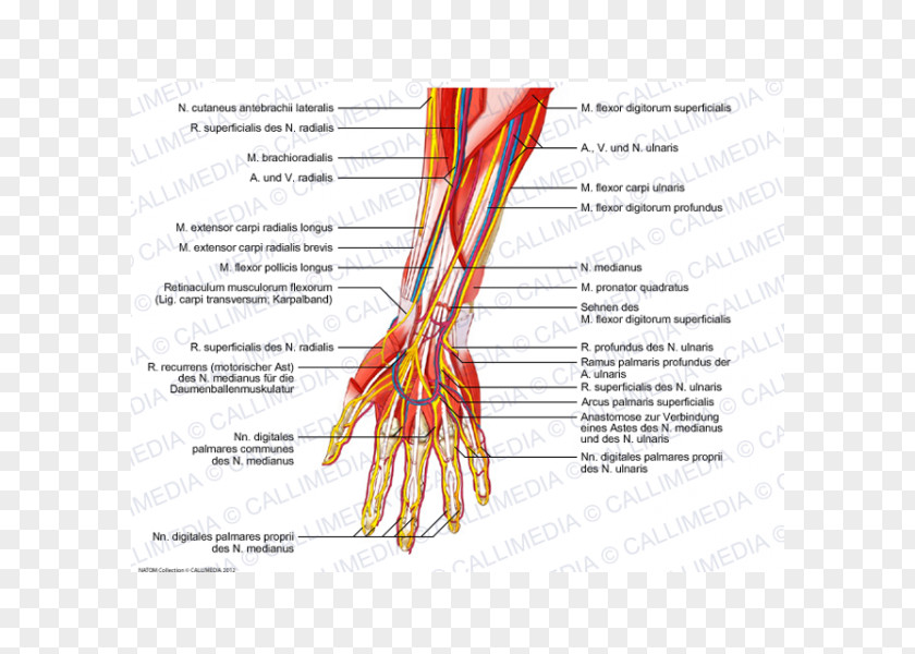 Hand Finger Nerve Muscle Blood Vessel Forearm PNG