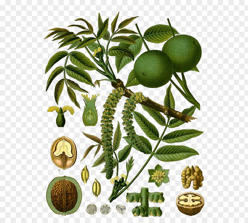 Walnut English Eastern Black Köhler's Medicinal Plants PNG