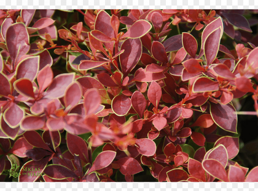 Barberry Groundcover PNG