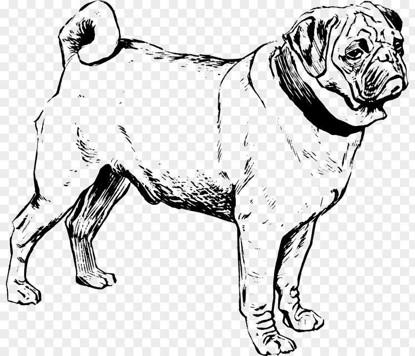 Freeblackandwhiteofdogs Puggle French Bulldog Chow PNG