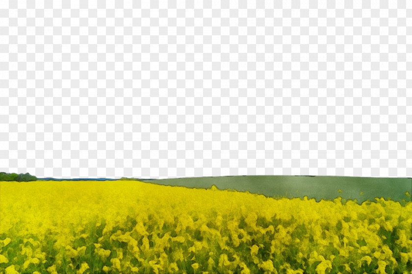Natural Landscape Brassica Rapa Rapeseed Field Canola Yellow Mustard PNG