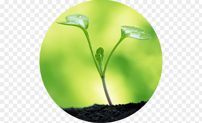 Oxygen Project Water Soil Seed Clay Plant PNG