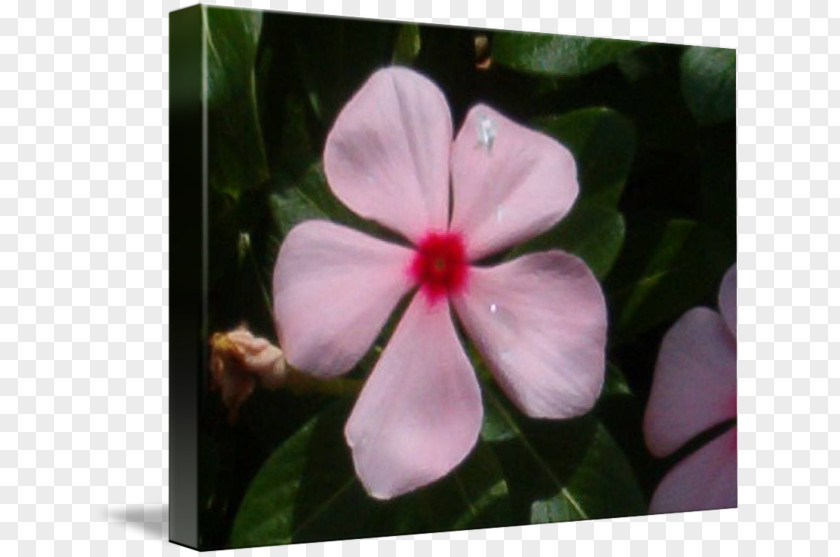 Periwinkle Violet Mallows Catharanthus Roseus PNG
