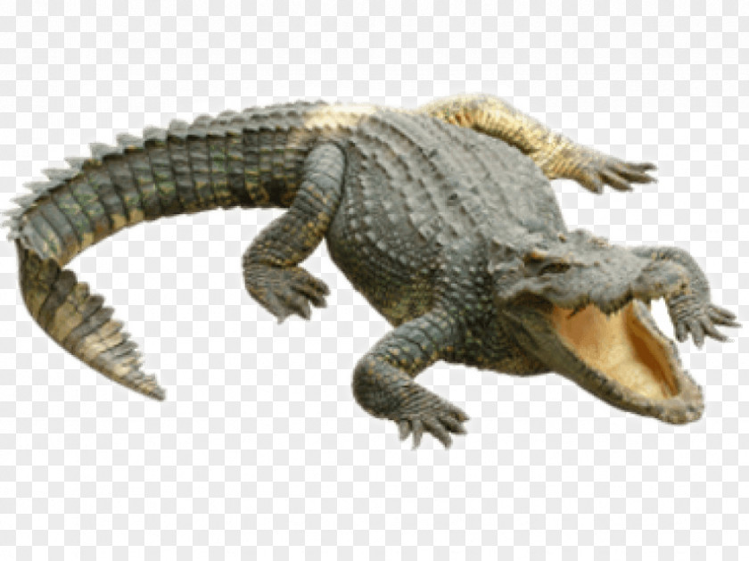 COCODRILO Crocodiles Alligators Clip Art PNG