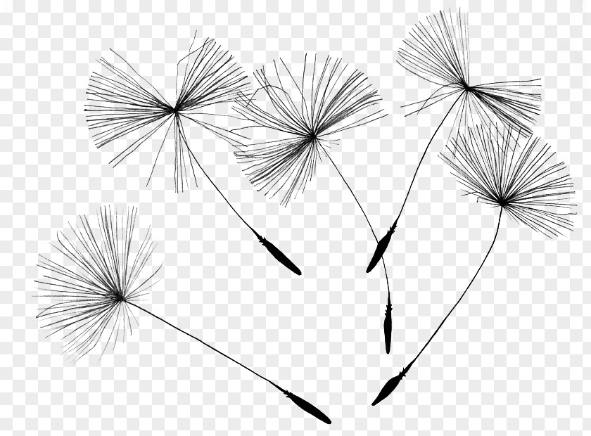 Dandelion Seeds Common Drawing Canvas Print PNG