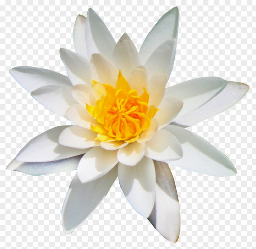 Lotus Flower Kolubara Clip Art PNG
