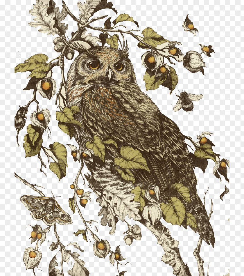 Owl Standing On Branches Minneapolis College Of Art And Design Illustrator Drawing Illustration PNG