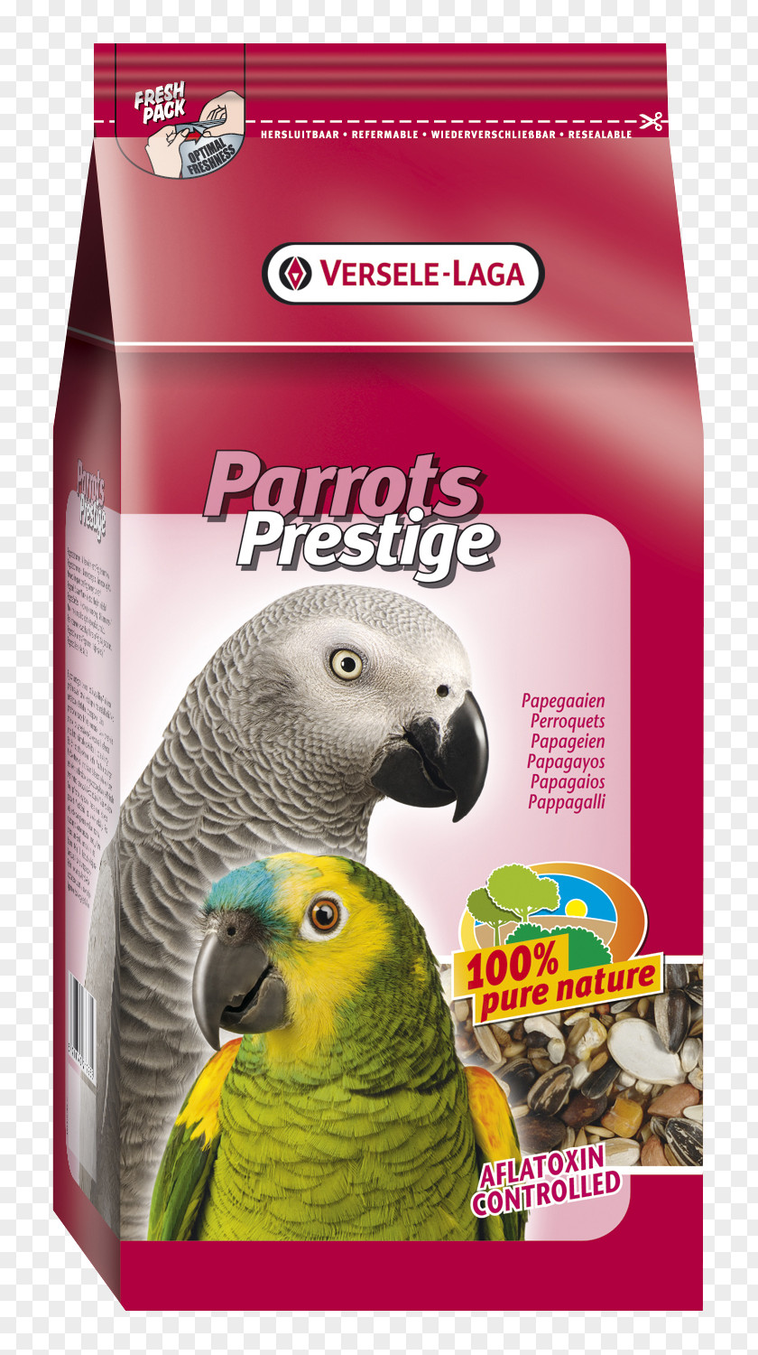 Parrot Amazon Budgerigar Cockatiel Bird PNG