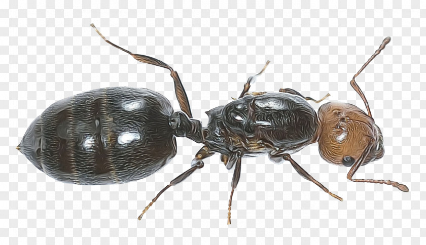 Pest Carpenter Ant Cartoon PNG