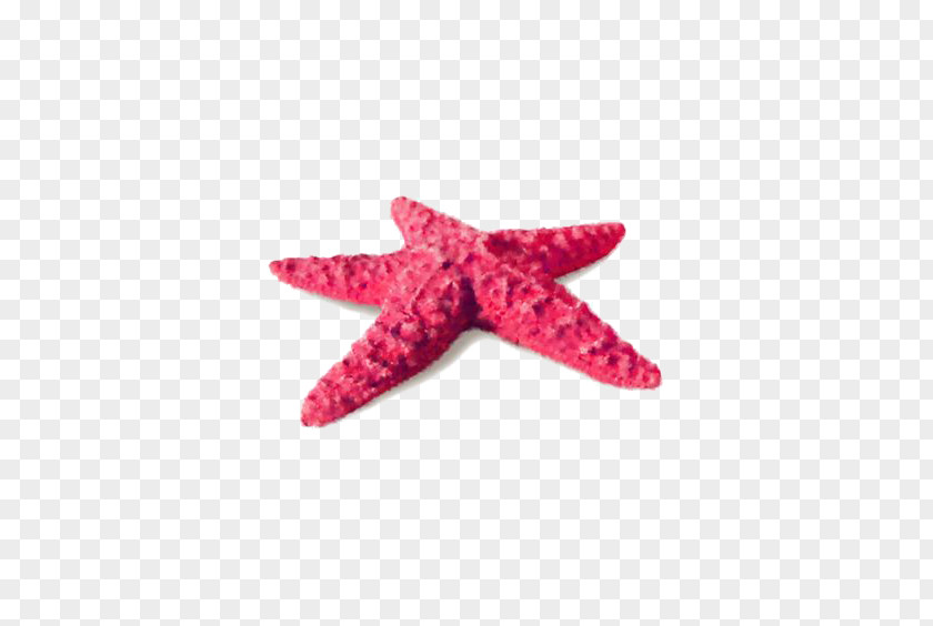 Red Starfish Sea PNG