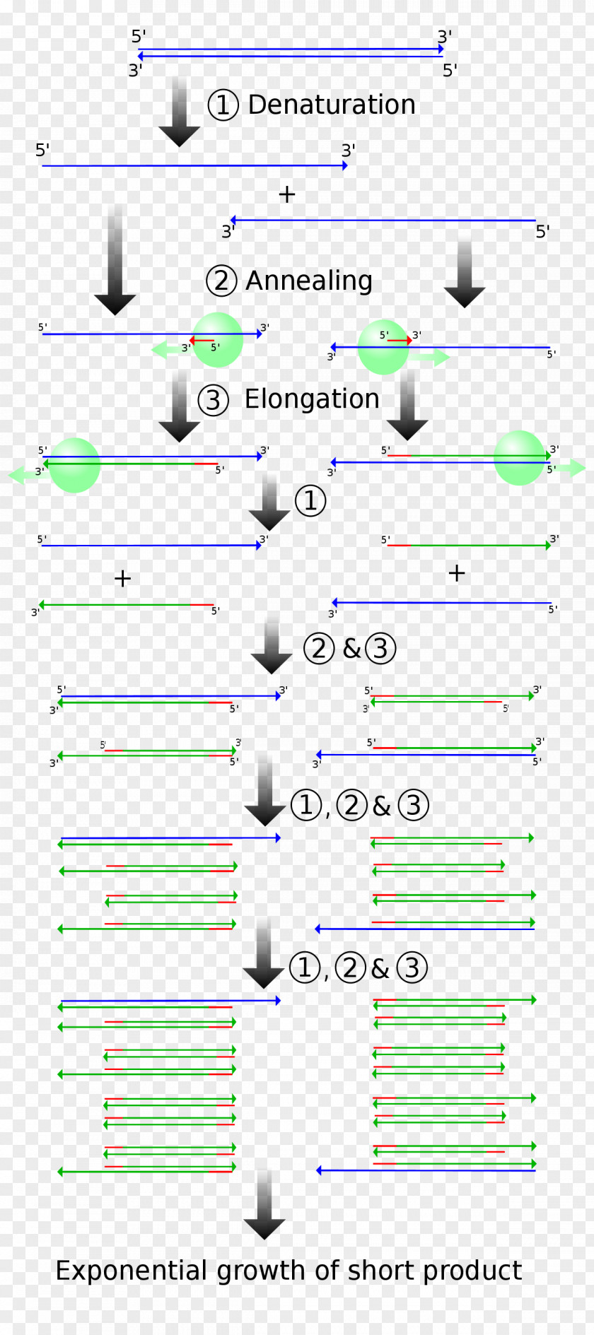 Vector Polymerase Chain Reaction Molecular Cloning DNA PNG