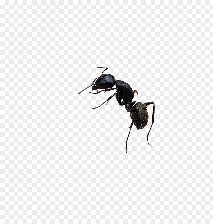 Black Ants Garden Ant Bee Insect PNG