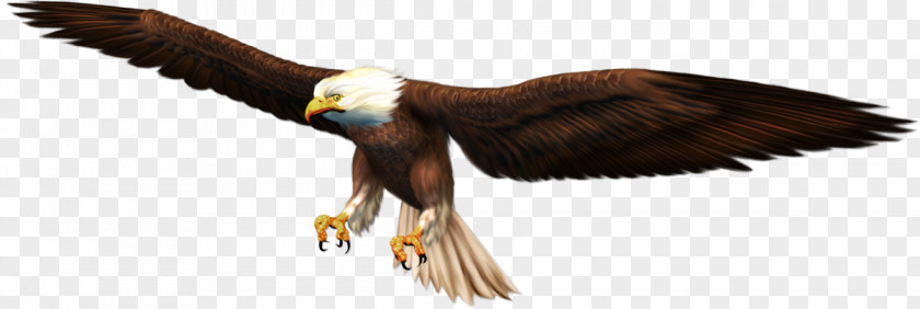 Eagle Bald Oryol Beak Clip Art PNG
