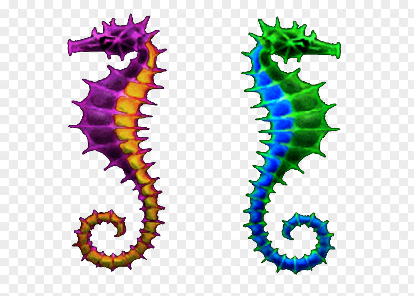 Seahorse Body Jewellery Line Clip Art PNG