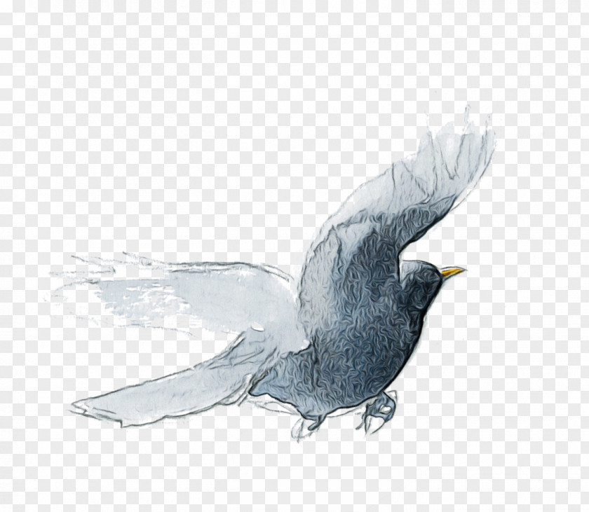 Blackbird Wing Bird Beak Drawing Sketch PNG