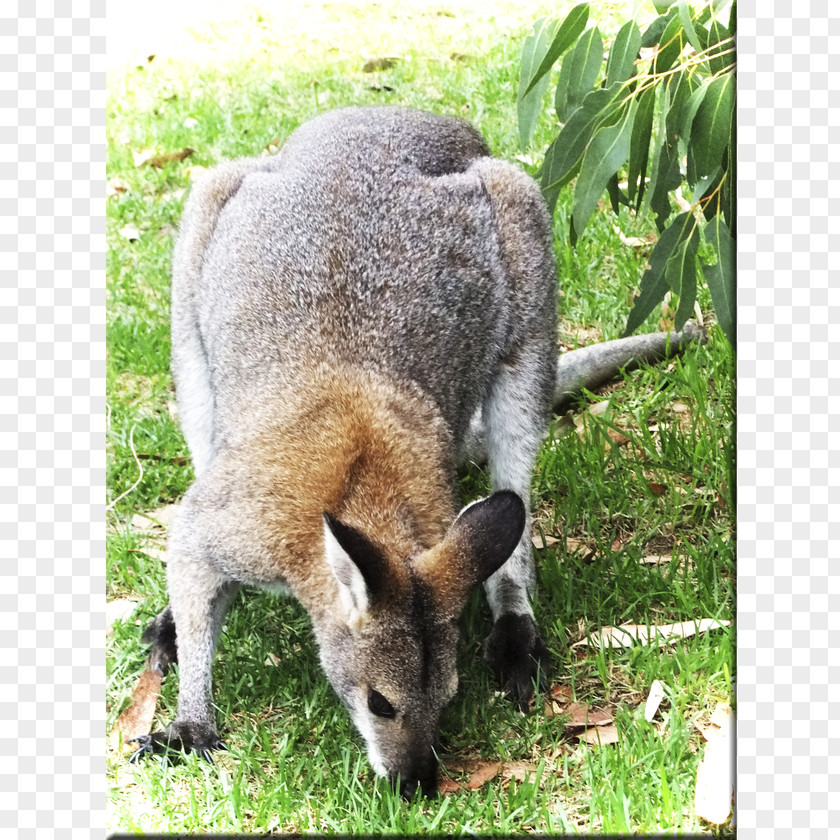 Eastern Grey Kangaroo Wallaby Reserve Fur Terrestrial Animal Snout PNG