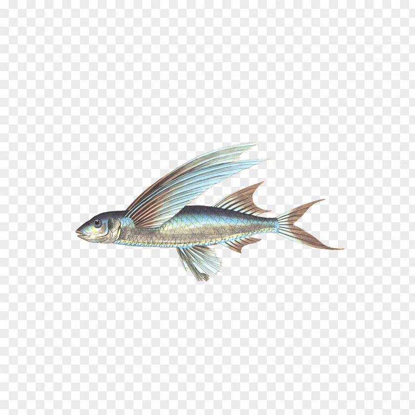 Fishes Fishing Seafood PNG