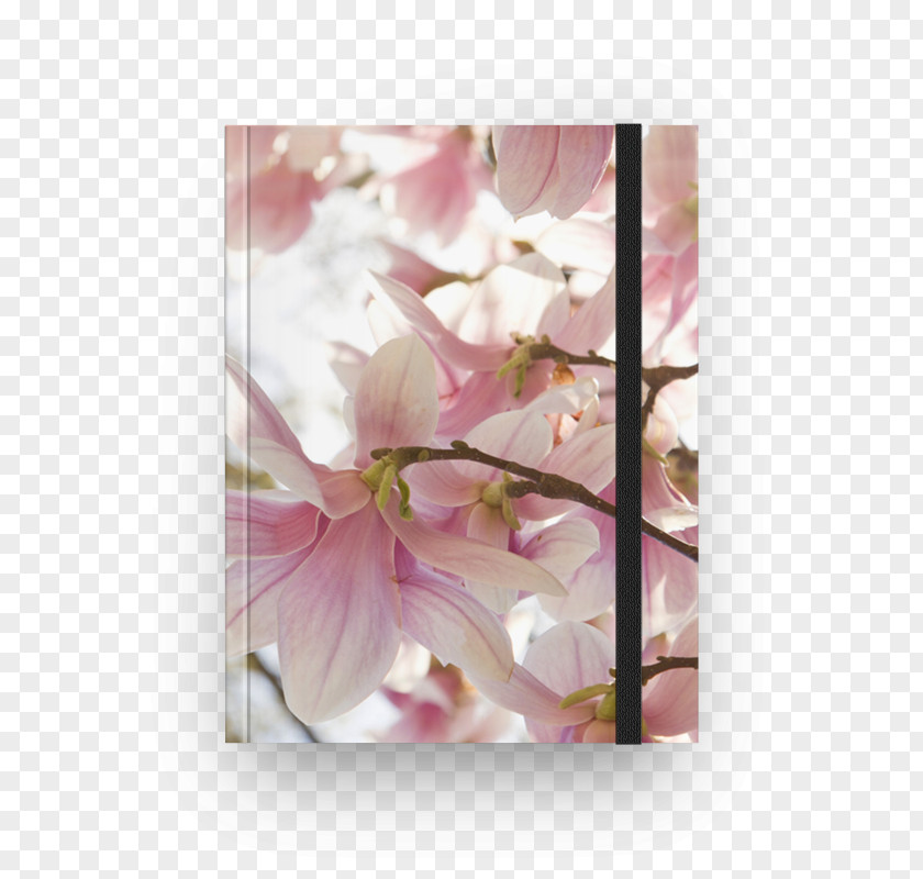 Flower Floral Design Cherry Blossom Petal PNG