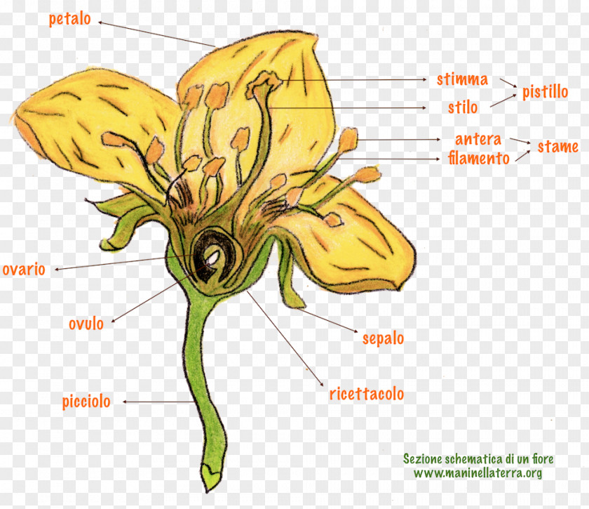Flower Petal Gynoecium Honey Bee Lilium PNG