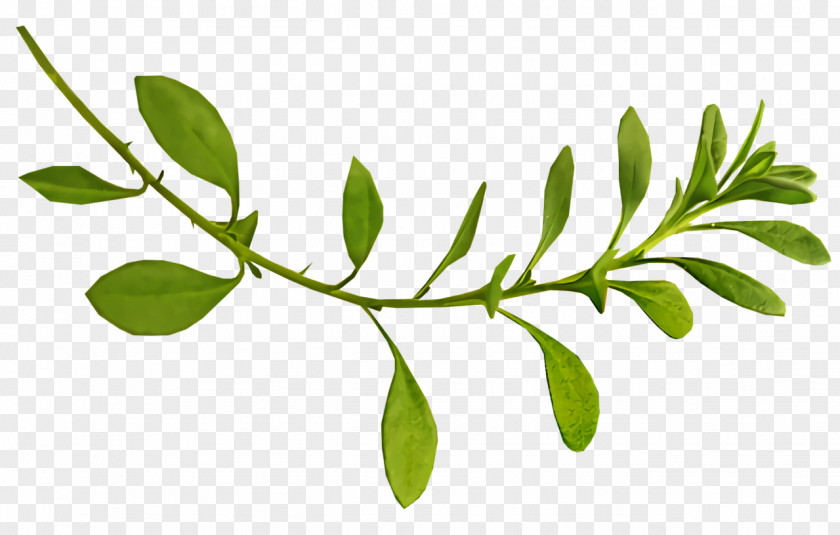 Leaf Plant Stem Twig Tree Herb PNG
