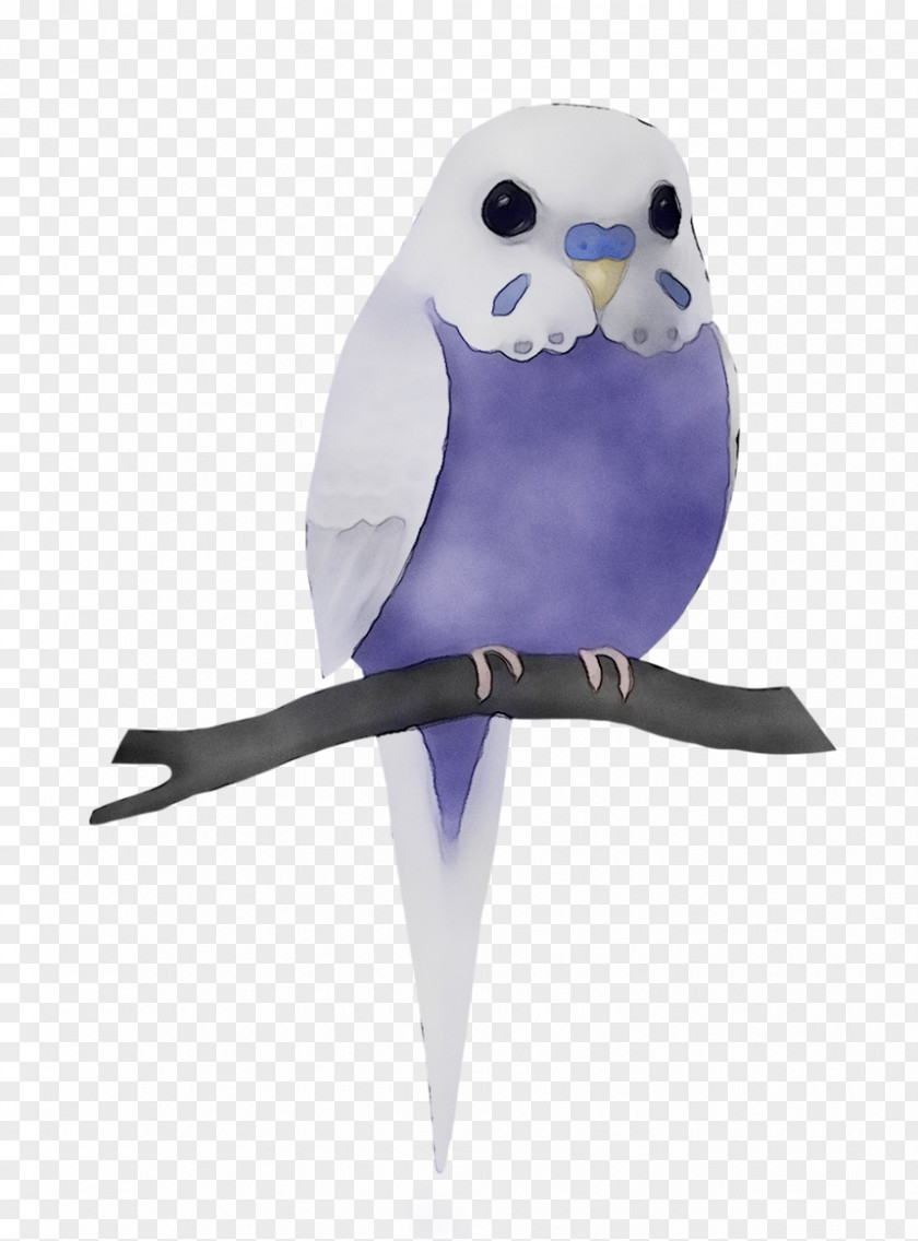 Owl Pet Beak Feather Parakeet PNG