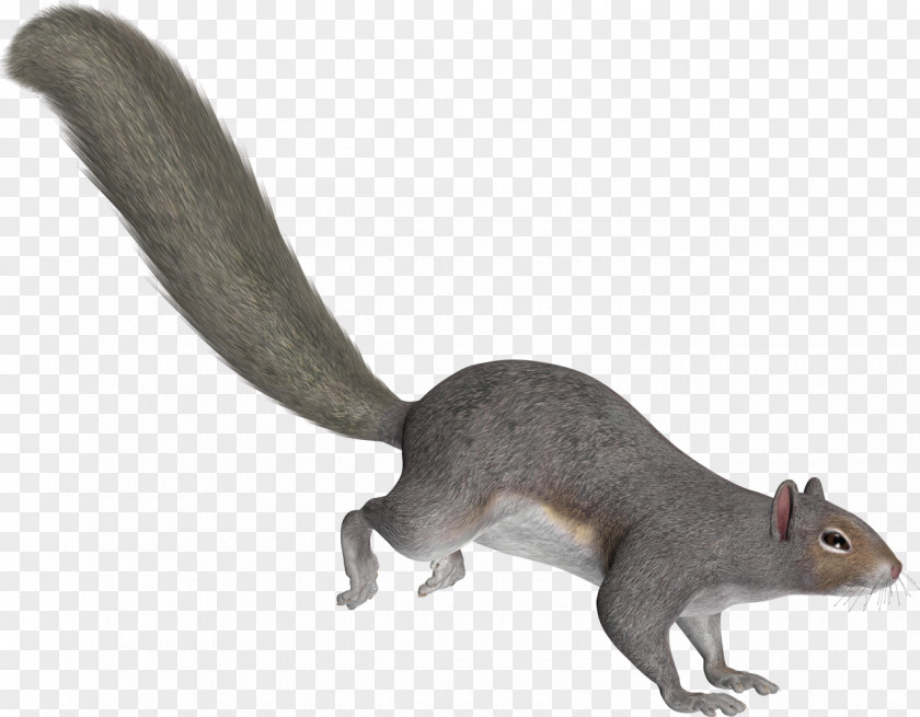 Squirrel Tree Squirrels Tail PNG