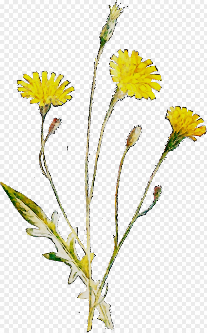 Dandelion Stinking Willie Chrysanthemum Roman Chamomile Flatweed PNG